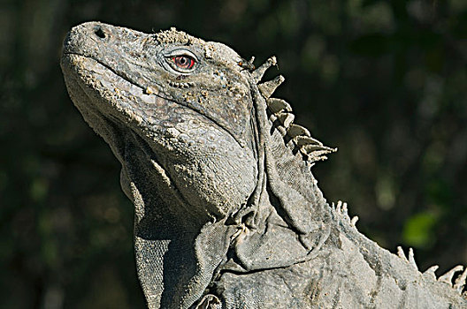 鬣蜥蜴,国家公园,多米尼加共和国