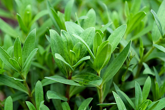 备受胶东人喜爱的珍馐野菜山苜楂