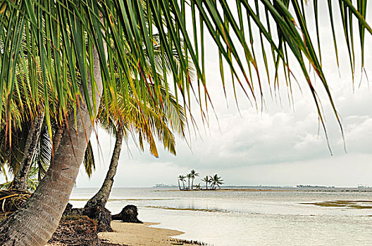 寂静沙滩,棕榈树,热带海岛,圣布拉斯湾,岛屿,巴拿马,北美