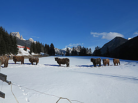 自然,场景,母牛,动物,冬天,雪,山景,背景