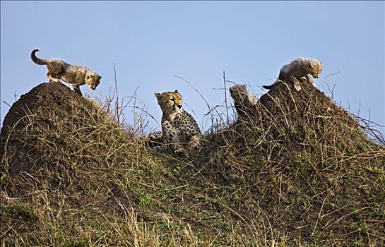 肯尼亚,印度豹,三个,幼兽,休息,玩,马赛马拉国家保护区