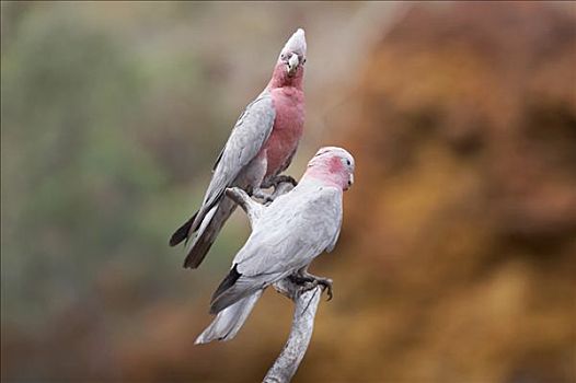 两个,鹦鹉,栖息,卡瑞吉尼国家公园,区域,西澳大利亚,澳大利亚