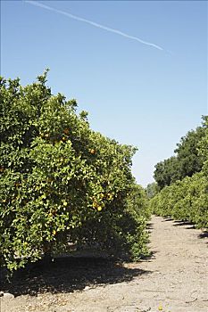 橘林,加利福尼亚,美国