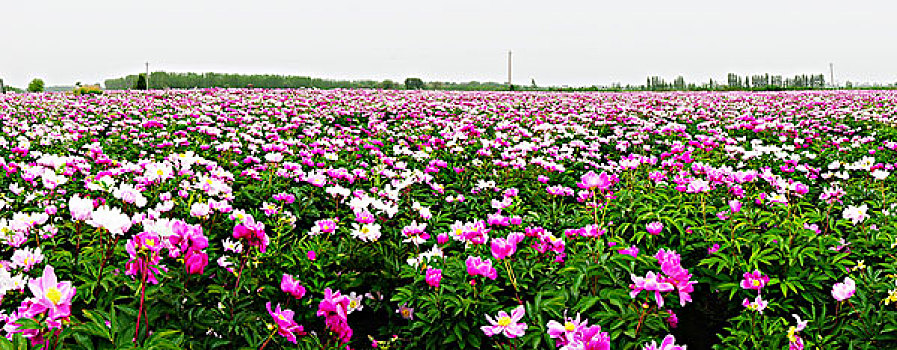 芍药花,花卉,花海