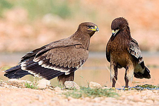西伯利亚草原鹰,幼小,大乌雕,塞拉莱,佐法尔,阿曼,亚洲