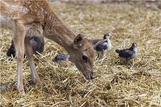 鹿,幼禽,农场