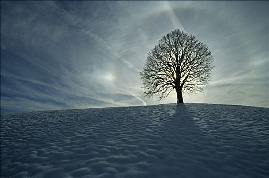 冬天,树,菩提树,气氛
