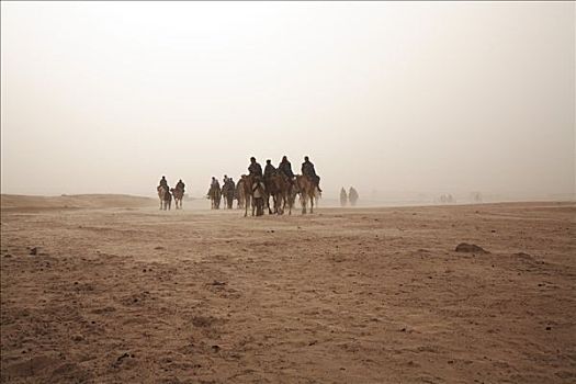 驼队,骆驼,骑手,沙暴,杜兹,突尼斯