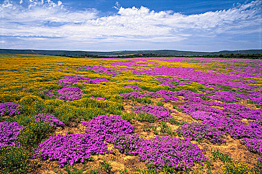 春季野花,东开普省,南非