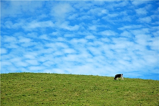 母牛,蓝天