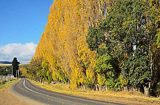 道路,白杨,茂密,公园,塔斯马尼亚,澳大利亚