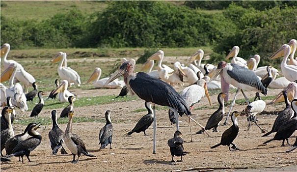 鸟,伊丽莎白女王国家公园,乌干达