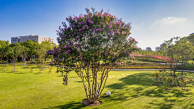 城市公园里的紫薇树