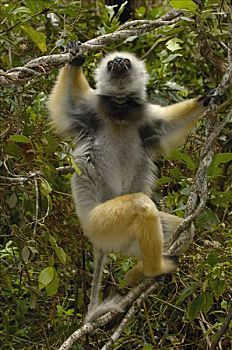 冕狐猴,国家公园,马达加斯加