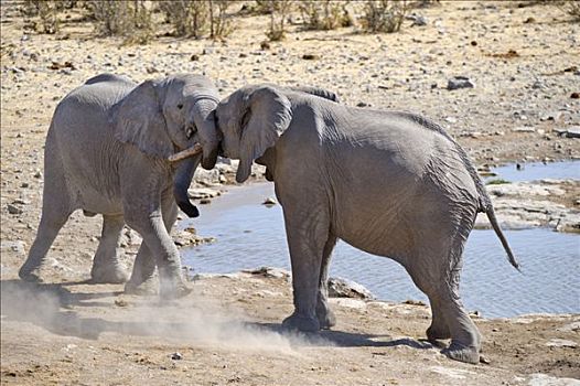 幼小,非洲,灌木,大象,非洲象,水坑,埃托沙国家公园,纳米比亚
