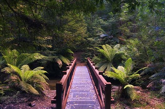 雨林,亚拉山国家公园,维多利亚,澳大利亚