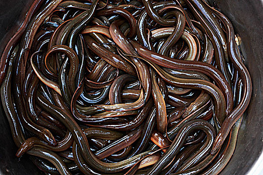 鳗鱼,大,碗,街道,收获,柬埔寨