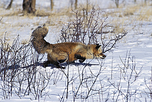 红狐,狐属,成年,站立,雪中,加拿大