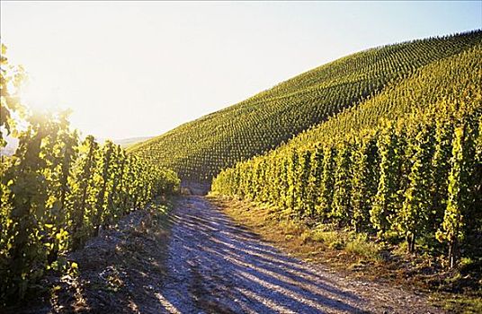 雷斯林葡萄酒,蔓藤,靠近,摩泽尔,德国