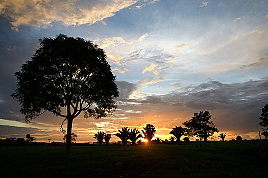 日落,上方,区域,草场,亚马逊雨林,巴西,南美