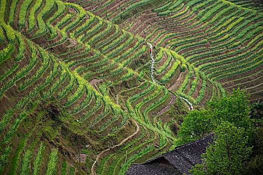 风景,稻米梯田,山,龙胜,广西,中国