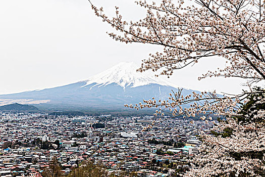 风景,盛开,樱桃树,平和,塔,富士山,远景,山梨县,日本