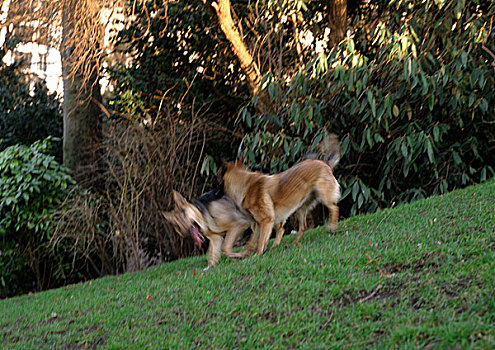 两只,狗,玩,草地