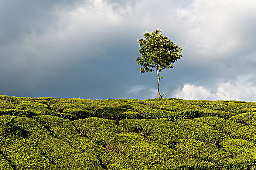 茶园,喀拉拉,西高止山,印度,亚洲