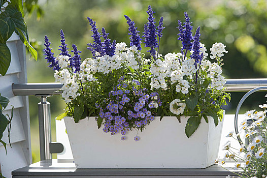 植物,木盒,蓝色,白色