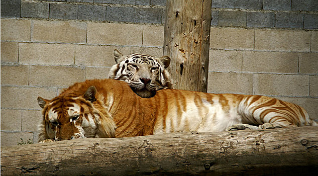 两个,打瞌睡,虎