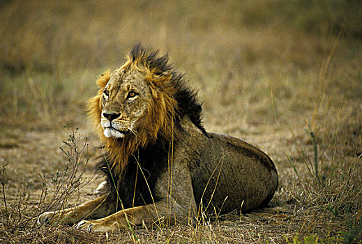非洲狮,狮子,雄性,卧,干草,肯尼亚