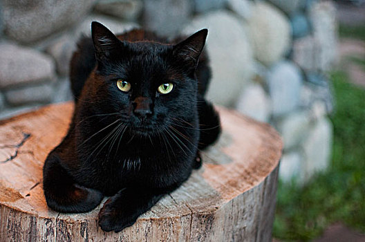 黑猫,树桩