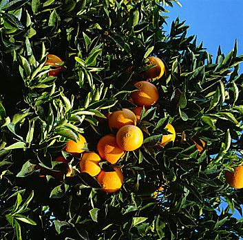 肚脐,橘子,树上,加利福尼亚,美国