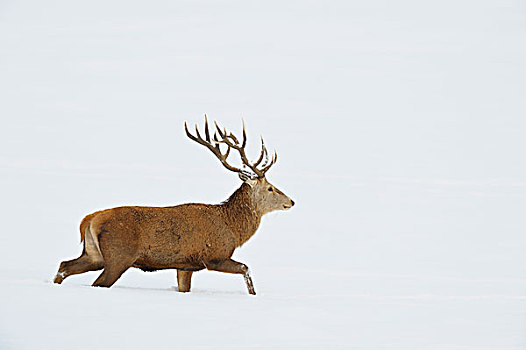 鹿属,鹿,走,雪中,冬天,巴伐利亚,德国