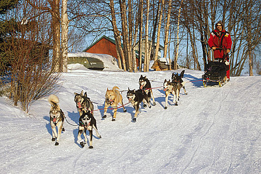 途中,检查点,2002年,雪橇狗,比赛,室内,阿拉斯加,冬天