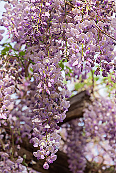 盛开的紫藤