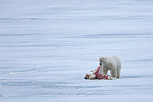北极熊,成年,喂食,食人,幼兽,浮冰,斯匹次卑尔根岛,斯瓦尔巴特群岛,北极