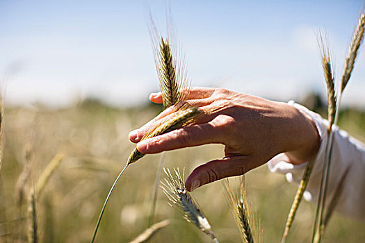 局部,图像,女人,手,接触,小麦,作物,地点