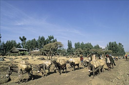北方,埃塞俄比亚,阿姆哈拉族,国家,靠近,男人,装载,驴