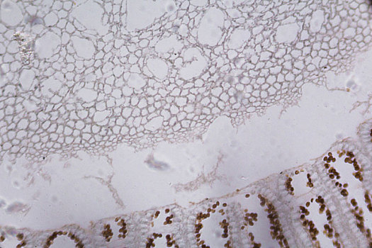 草菇,局部,显微镜