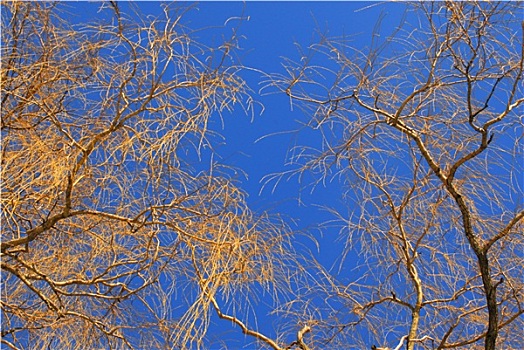 柳树,树,蓝色背景,天空