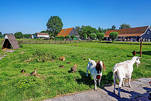 荷兰乡村风车牧场草地