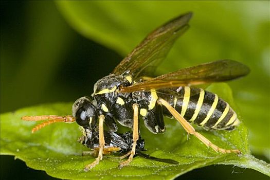 黄蜂,吃,昆虫