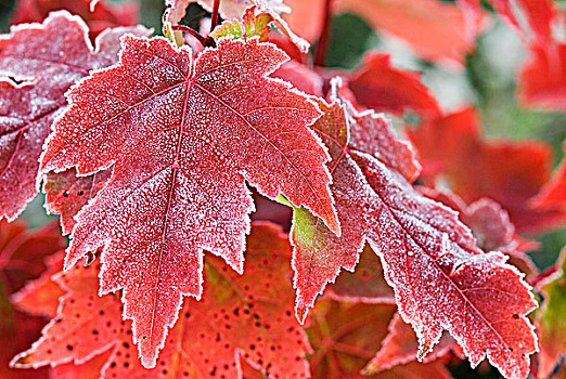 红枫,叶子,霜,区域,安大略省,加拿大