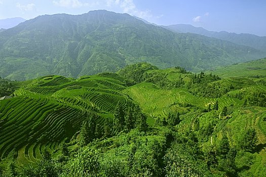 长,稻米梯田,乡村,龙胜,中国