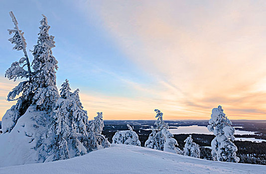 太阳,雪景,木头,寒冷,北极,冬天,库萨莫,区域,拉普兰,芬兰,欧洲