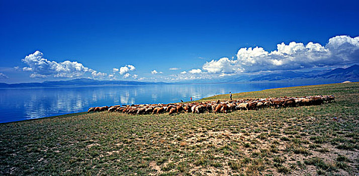 新疆赛里木湖放牧
