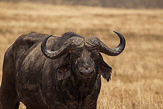 水牛,非洲水牛,坦桑尼亚