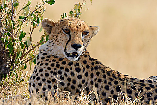 印度豹,猎豹,头像,马赛马拉国家保护区,肯尼亚,非洲