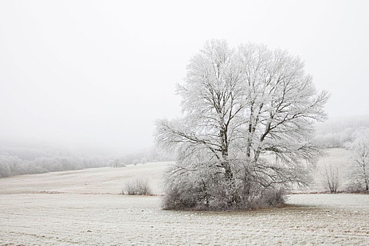 白霜,遮盖,草地,树,近郊,维也纳,雾,奥地利